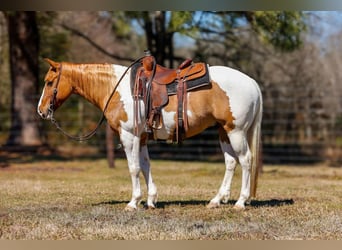 Paint Horse, Castrone, 9 Anni, 150 cm, Tobiano-tutti i colori