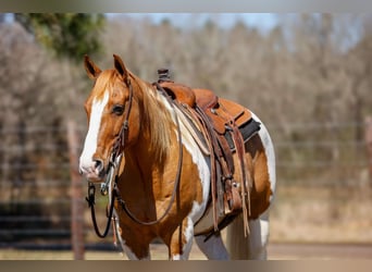 Paint Horse, Castrone, 9 Anni, 150 cm, Tobiano-tutti i colori