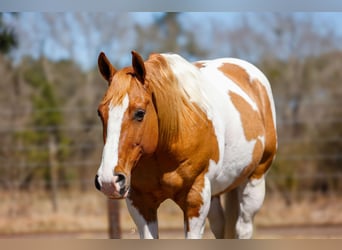 Paint Horse, Castrone, 9 Anni, 150 cm, Tobiano-tutti i colori