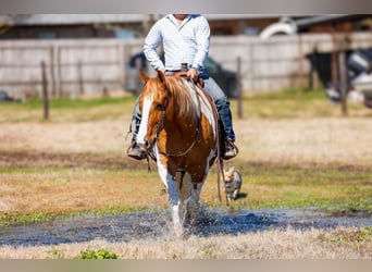 Paint Horse, Castrone, 9 Anni, 152 cm, Baio ciliegia