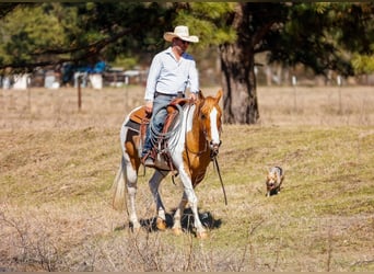 Paint Horse, Castrone, 9 Anni, 152 cm, Baio ciliegia