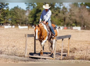 Paint Horse, Castrone, 9 Anni, 152 cm, Baio ciliegia