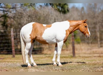 Paint Horse, Castrone, 9 Anni, 152 cm, Baio ciliegia