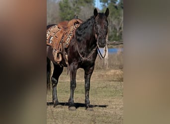 Paint Horse, Castrone, 9 Anni, 152 cm, Morello
