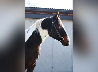 Paint Horse, Castrone, 9 Anni, 155 cm, Pezzato
