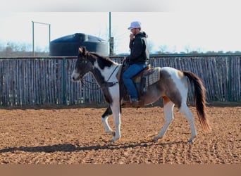 Paint Horse, Castrone, 9 Anni, 155 cm, Tobiano-tutti i colori