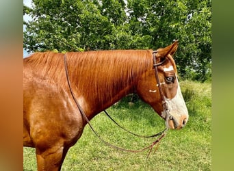 Paint Horse, Castrone, 9 Anni, 160 cm, Sauro ciliegia