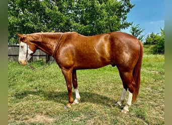 Paint Horse, Castrone, 9 Anni, 160 cm, Sauro ciliegia