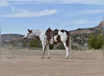 Paint Horse, Castrone, 9 Anni, 163 cm, Sauro scuro