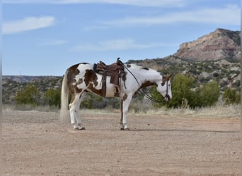 Paint Horse, Castrone, 9 Anni, 163 cm, Sauro scuro