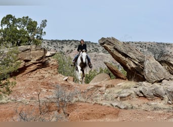 Paint Horse, Castrone, 9 Anni, 163 cm, Sauro scuro