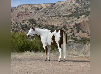 Paint Horse, Castrone, 9 Anni, 163 cm, Sauro scuro