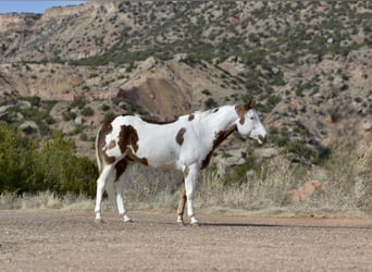 Paint Horse, Castrone, 9 Anni, 163 cm, Sauro scuro