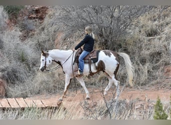 Paint Horse, Castrone, 9 Anni, 163 cm, Sauro scuro