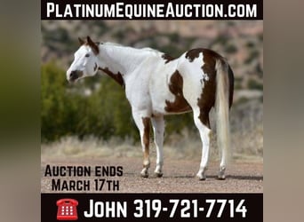 Paint Horse, Castrone, 9 Anni, 163 cm, Sauro scuro