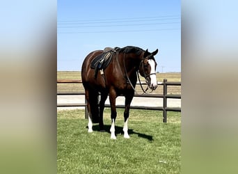 Paint Horse, Castrone, 9 Anni, Baio ciliegia