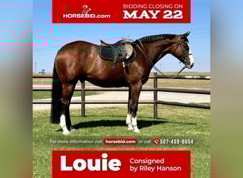 Paint Horse, Castrone, 9 Anni, Baio ciliegia