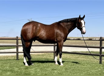 Paint Horse, Castrone, 9 Anni, Baio ciliegia
