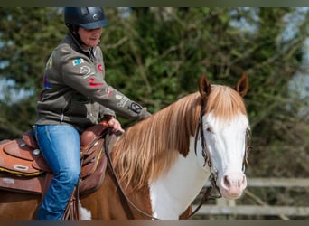 Paint Horse, Étalon, 10 Ans, 163 cm, Overo-toutes couleurs