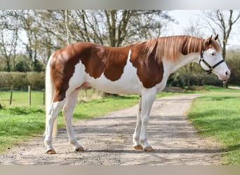 Paint Horse, Étalon, 10 Ans, 163 cm, Overo-toutes couleurs