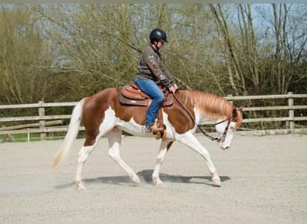 Paint Horse, Étalon, 10 Ans, 163 cm, Overo-toutes couleurs