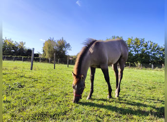 Paint Horse, Étalon, 1 Année, 145 cm, Grullo