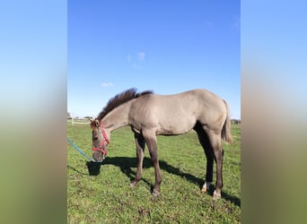 Paint Horse, Étalon, 1 Année, 145 cm, Grullo