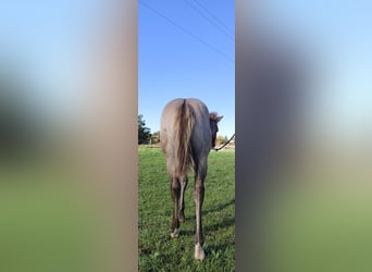 Paint Horse, Étalon, 1 Année, 145 cm, Grullo