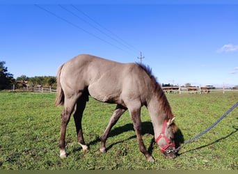 Paint Horse, Étalon, 1 Année, 145 cm, Grullo