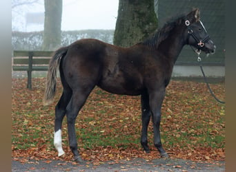 Paint Horse, Étalon, 1 Année, 148 cm, Noir