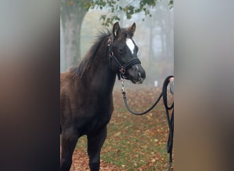 Paint Horse, Étalon, 1 Année, 148 cm, Noir