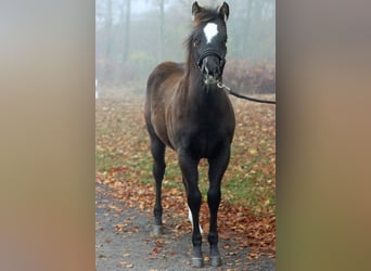 Paint Horse, Étalon, 1 Année, 148 cm, Noir