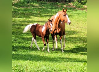 Paint Horse, Étalon, 1 Année, 150 cm, Bai brun