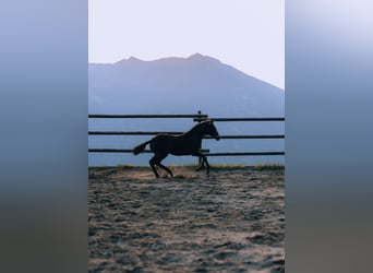 Paint Horse, Étalon, 1 Année, 150 cm, Bai