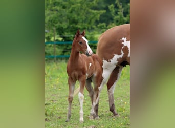 Paint Horse, Étalon, 1 Année, 150 cm, Overo-toutes couleurs