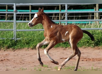 Paint Horse, Étalon, 1 Année, 150 cm, Overo-toutes couleurs