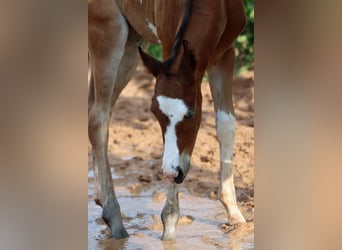 Paint Horse, Étalon, 1 Année, 150 cm, Overo-toutes couleurs