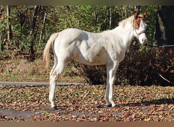 Paint Horse, Étalon, 1 Année, 150 cm, Overo-toutes couleurs