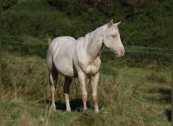 Paint Horse, Étalon, 1 Année, 150 cm, Palomino