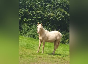 Paint Horse, Étalon, 1 Année, 150 cm, Palomino