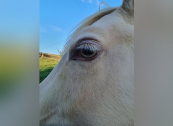 Paint Horse, Étalon, 1 Année, 150 cm, Palomino