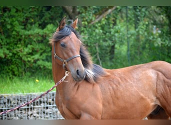 Paint Horse, Étalon, 1 Année, 150 cm, Pinto