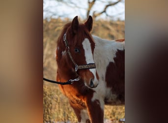 Paint Horse, Étalon, 1 Année, 150 cm, Tobiano-toutes couleurs