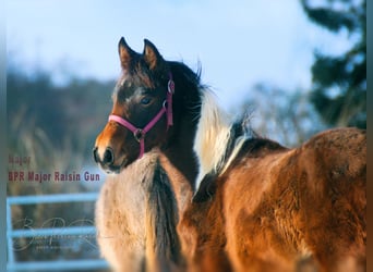 Paint Horse, Étalon, 1 Année, 150 cm, Tobiano-toutes couleurs