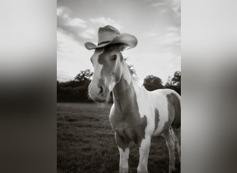 Paint Horse Croisé, Étalon, 1 Année, 152 cm, Champagne