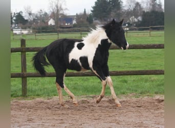 Paint Horse, Étalon, 1 Année, 152 cm, Noir