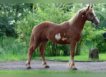Paint Horse Croisé, Étalon, 1 Année, 152 cm, Overo-toutes couleurs