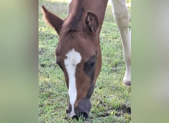 Paint Horse, Étalon, 1 Année, 152 cm, Tobiano-toutes couleurs