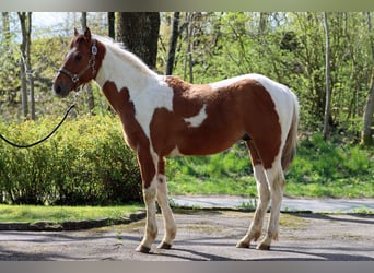 Paint Horse, Étalon, 1 Année, 152 cm, Tobiano-toutes couleurs