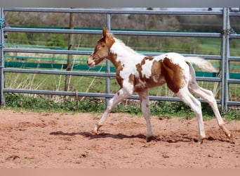 Paint Horse, Étalon, 1 Année, 153 cm, Champagne